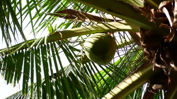 Noix de coco solitaire au sommet d'un palmier parmi les feuilles — Video