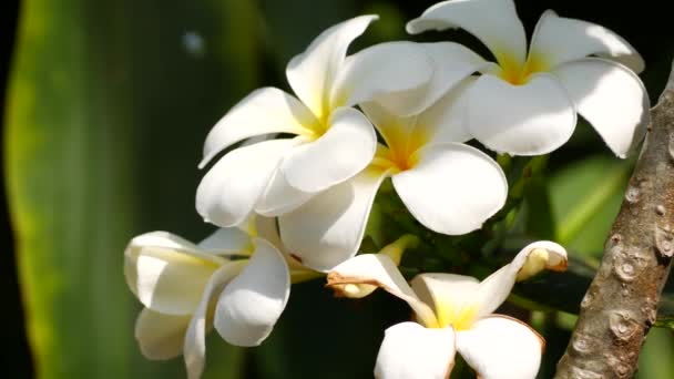 Vakre, hvite blomster på et tre i Asia – stockvideo
