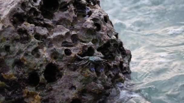 Gelombang di laut. Seekor kepiting hitam duduk di atas batu — Stok Video