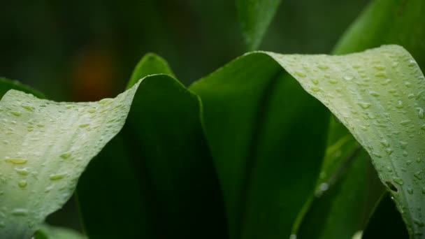Chuva tropical em folhas verdes de uma árvore — Vídeo de Stock