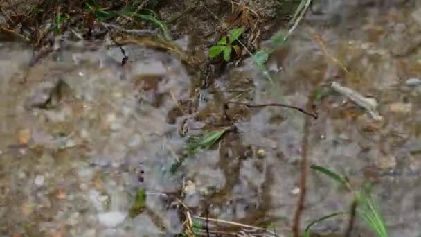 Rain drops on the ground and grass — Stock Video