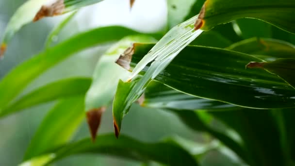 Chuva tropical em folhas verdes de uma árvore — Vídeo de Stock