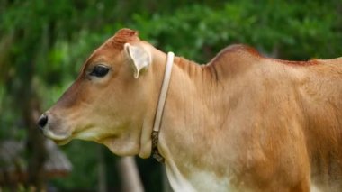 Tayland ineği hindistan cevizi tarlasında otluyor.