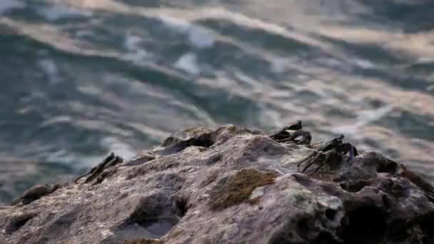 Vagues en mer. Un crabe noir est assis sur une pierre — Video