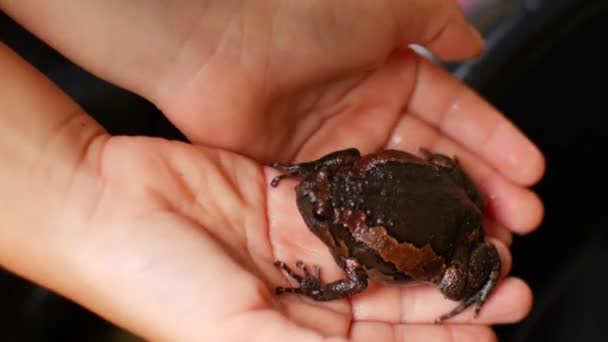 Un primer plano de una mano sosteniendo una rana — Vídeo de stock