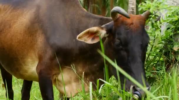Une vache thaïlandaise broute dans un champ de noix de coco 