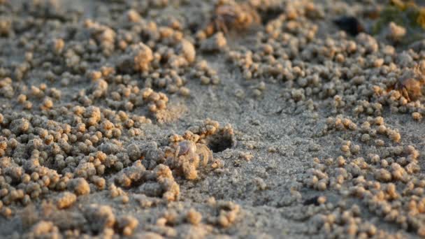 Petits crabes de mer sur le rivage dans le sable 