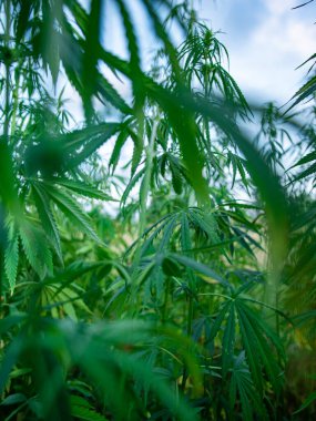 Bir çiftlikte marihuana çalıları. Tıbbi esrarın yetiştirilmesi.