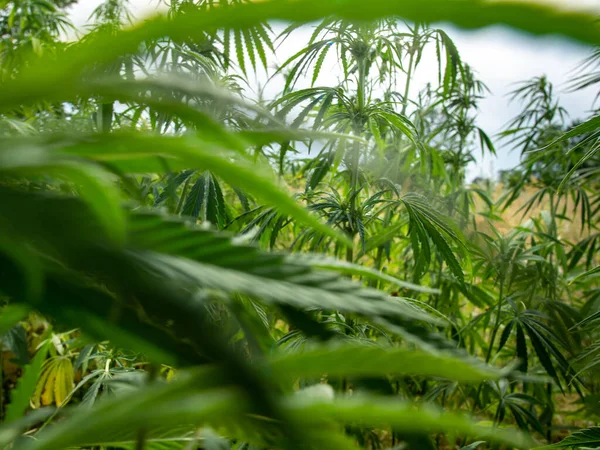 Marihuána Bokrok Egy Ültetvényen Orvosi Kannabisz Termesztése — Stock Fotó