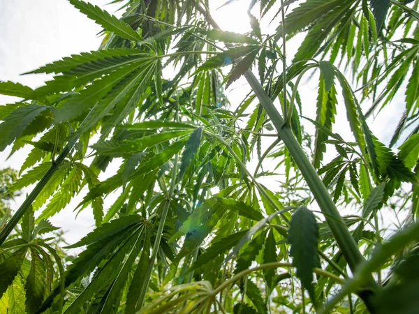 种植园上的大麻丛生 医疗大麻的种植 — 图库照片