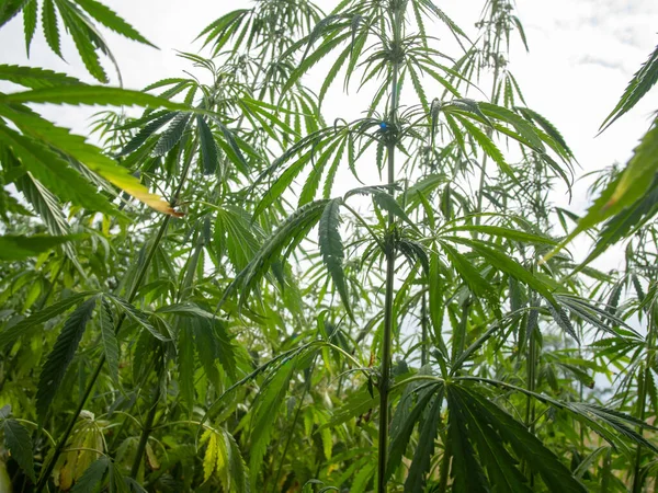 Des Buissons Marijuana Dans Une Plantation Culture Cannabis Médical — Photo