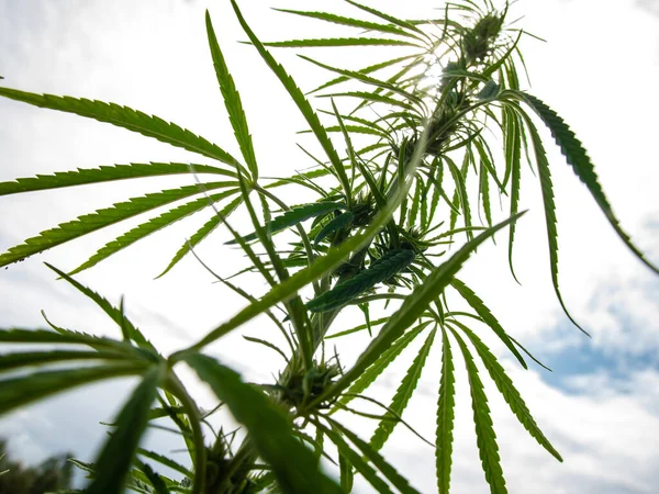 Arbustos Marihuana Una Plantación Cultivo Cannabis Medicinal — Foto de Stock
