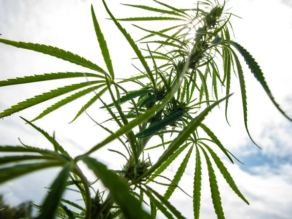 Marihuána Bokrok Egy Ültetvényen Orvosi Kannabisz Termesztése — Stock Fotó