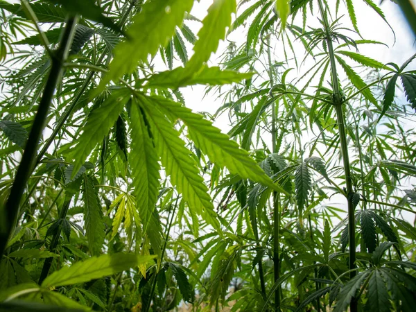 Büsche Mit Marihuana Auf Einer Plantage Der Anbau Von Medizinischem — Stockfoto