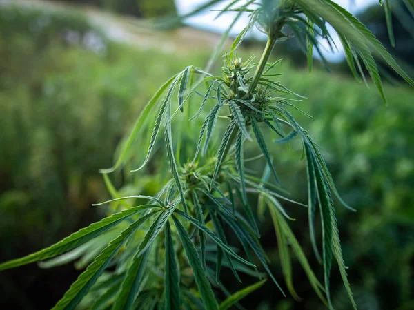 Krzewy Marihuany Plantacji Uprawa Marihuany Medycznej — Zdjęcie stockowe
