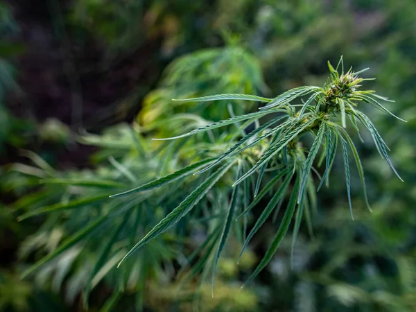 Büsche Mit Marihuana Auf Einer Plantage Der Anbau Von Medizinischem — Stockfoto