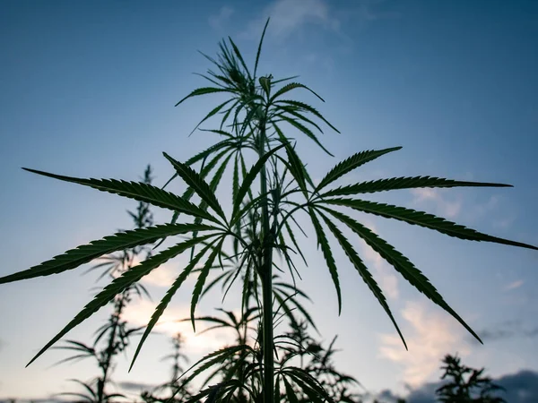 Büsche Mit Marihuana Auf Einer Plantage Der Anbau Von Medizinischem — Stockfoto