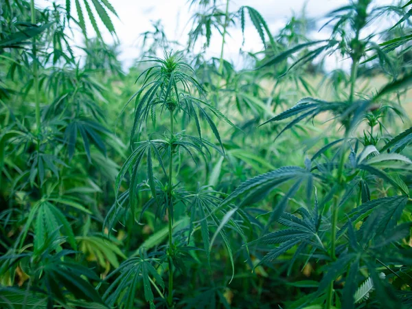 Arbustos Marihuana Una Plantación Cultivo Cannabis Medicinal — Foto de Stock