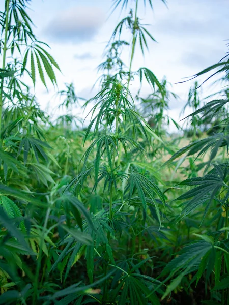 Büsche Mit Marihuana Auf Einer Plantage Der Anbau Von Medizinischem — Stockfoto