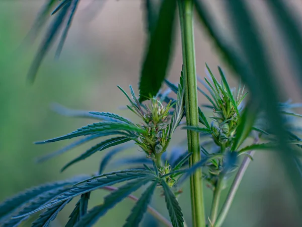 Büsche Mit Marihuana Auf Einer Plantage Der Anbau Von Medizinischem — Stockfoto