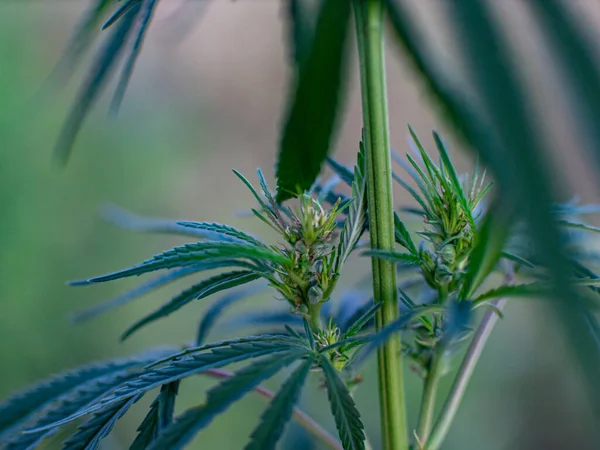 Arbustos Marihuana Una Plantación Cultivo Cannabis Medicinal — Foto de Stock