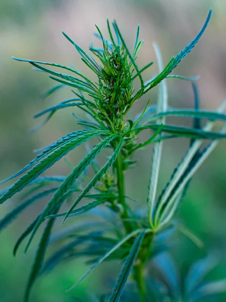 Büsche Mit Marihuana Auf Einer Plantage Der Anbau Von Medizinischem — Stockfoto