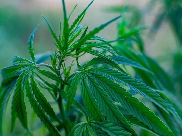 Buskar Med Marijuana Plantage Odling Medicinsk Cannabis — Stockfoto