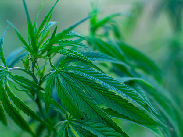 Куски марихуаны на плантации. Культивирование медицинской марихуаны
.