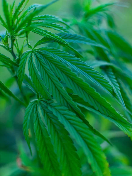 Buskar Med Marijuana Plantage Odling Medicinsk Cannabis — Stockfoto