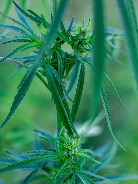 Büsche Mit Marihuana Auf Einer Plantage Der Anbau Von Medizinischem — Stockfoto