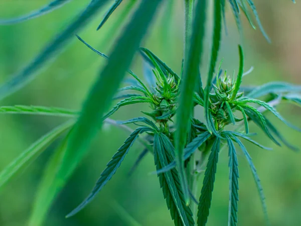 Büsche Mit Marihuana Auf Einer Plantage Der Anbau Von Medizinischem — Stockfoto