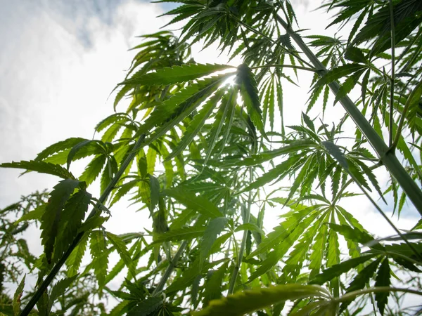 Struiken Marihuana Een Plantage Teelt Van Medicinale Cannabis Rechtenvrije Stockafbeeldingen