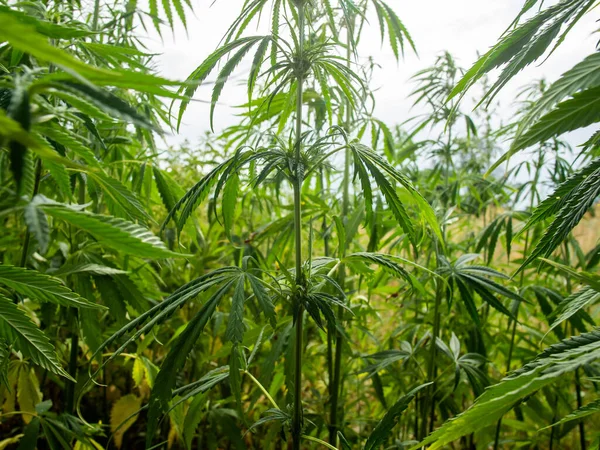 种植园上的大麻丛生 医疗大麻的种植 图库照片