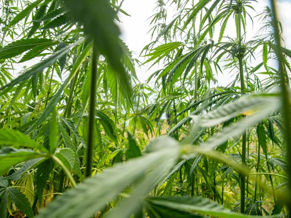 Struiken Marihuana Een Plantage Teelt Van Medicinale Cannabis Rechtenvrije Stockafbeeldingen