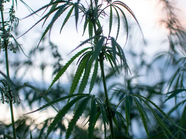 Arbustos Marijuana Numa Plantação Cultivo Cannabis Medicinal Imagem De Stock