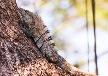 siyah dikenli kuyruklu iguana
