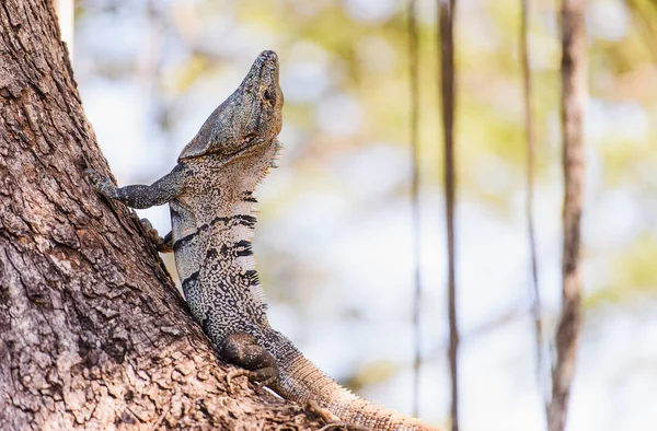 Czarny iguana kolczaste bielik — Zdjęcie stockowe