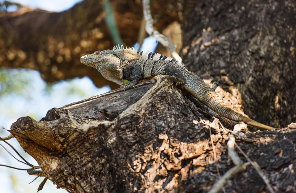 Czarny iguana kolczaste bielik — Zdjęcie stockowe
