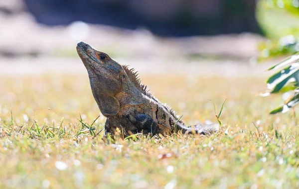 Czarny Iguana kolczaste tailed na trawie — Zdjęcie stockowe