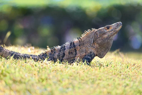 Biczogony Iguana Trawie Kostaryce — Zdjęcie stockowe