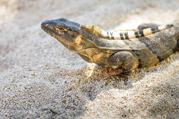 Ostnatá Kvadrát Iguana Kostarice Clouse Nahoru Stock Obrázky