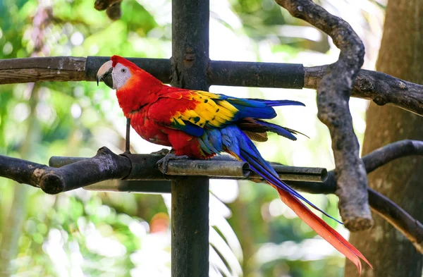 Vadon Élő Állatok Costa Rica Papagáj Ara Zöld Trópusi Erdő — Stock Fotó