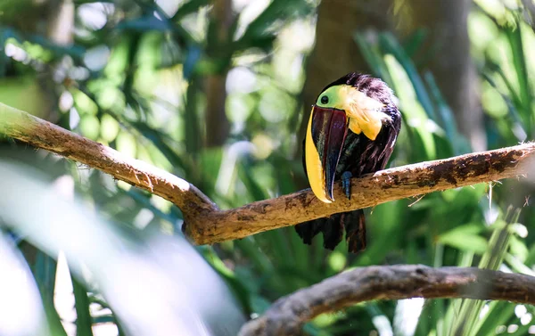 Κοντινό Πλάνο Του Μια Toucan Ένα Κλαδί Δέντρου Στη Τροπική Εικόνα Αρχείου