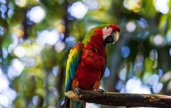 Wilde Dieren Costa Rica Papegaai Ara Groene Tropische Bossen Costa Stockafbeelding