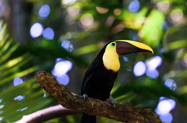 Zblízka Tukan Větev Stromu Tropických Costa Rica Royalty Free Stock Obrázky