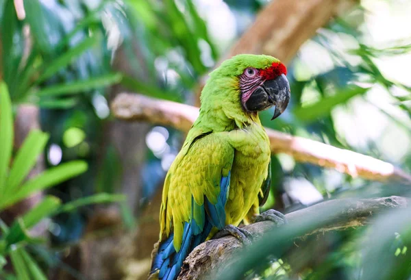 Wildlife Costa Rica Papuga Ara Zielony Las Tropikalny Costa Rica Obraz Stockowy