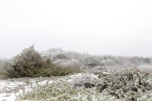 Paysage hivernal brumeux — Photo