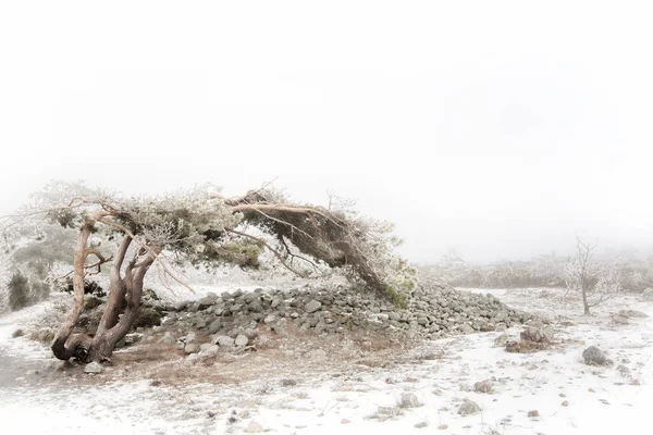 Sisli kış manzarası — Stok fotoğraf