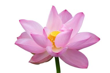 siyah arka plan üzerine pembe lotus