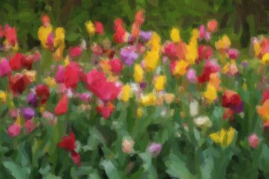 Картина, постер, плакат, фотообои "на весеннем поле цветут красивые голландские цветы. все", артикул 341910792